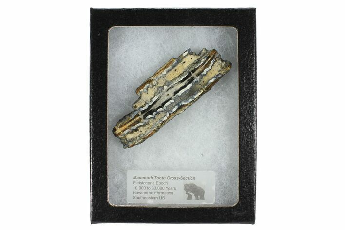 Mammoth Molar Slice With Case - South Carolina #99530